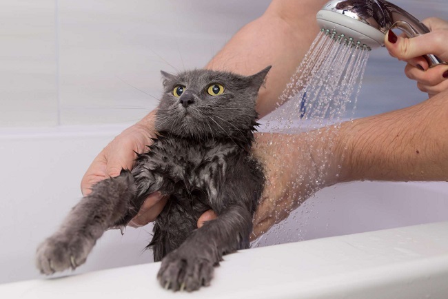 Cách tắm cho mèo con